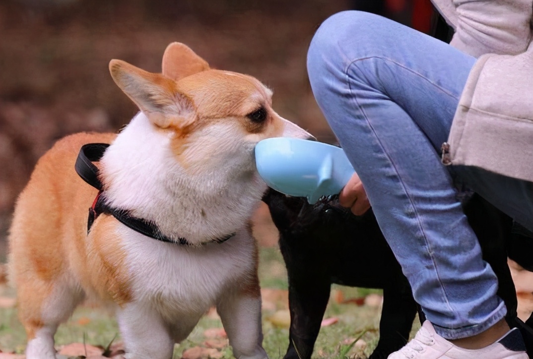 狗狗总是舔靠近尾巴的地方,狗狗不停的舔身上的毛是怎么回事