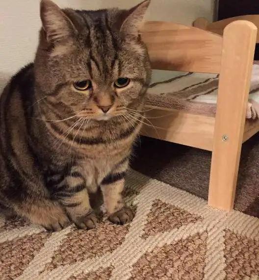 养猫的七条禁忌,养猫攻略之猫咪乱尿