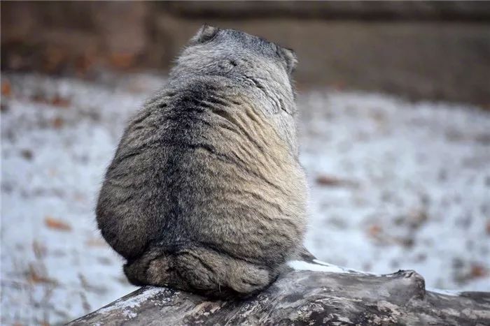 兔狲冬天冷的时候可爱瞬间,兔狲被别人当猫咪