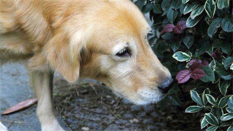 狗狗临产前像月经出血,狗狗临产前为什么爱吃东西