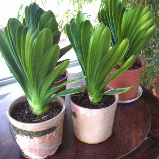 观花最好养的植物,5-10月适合养什么花