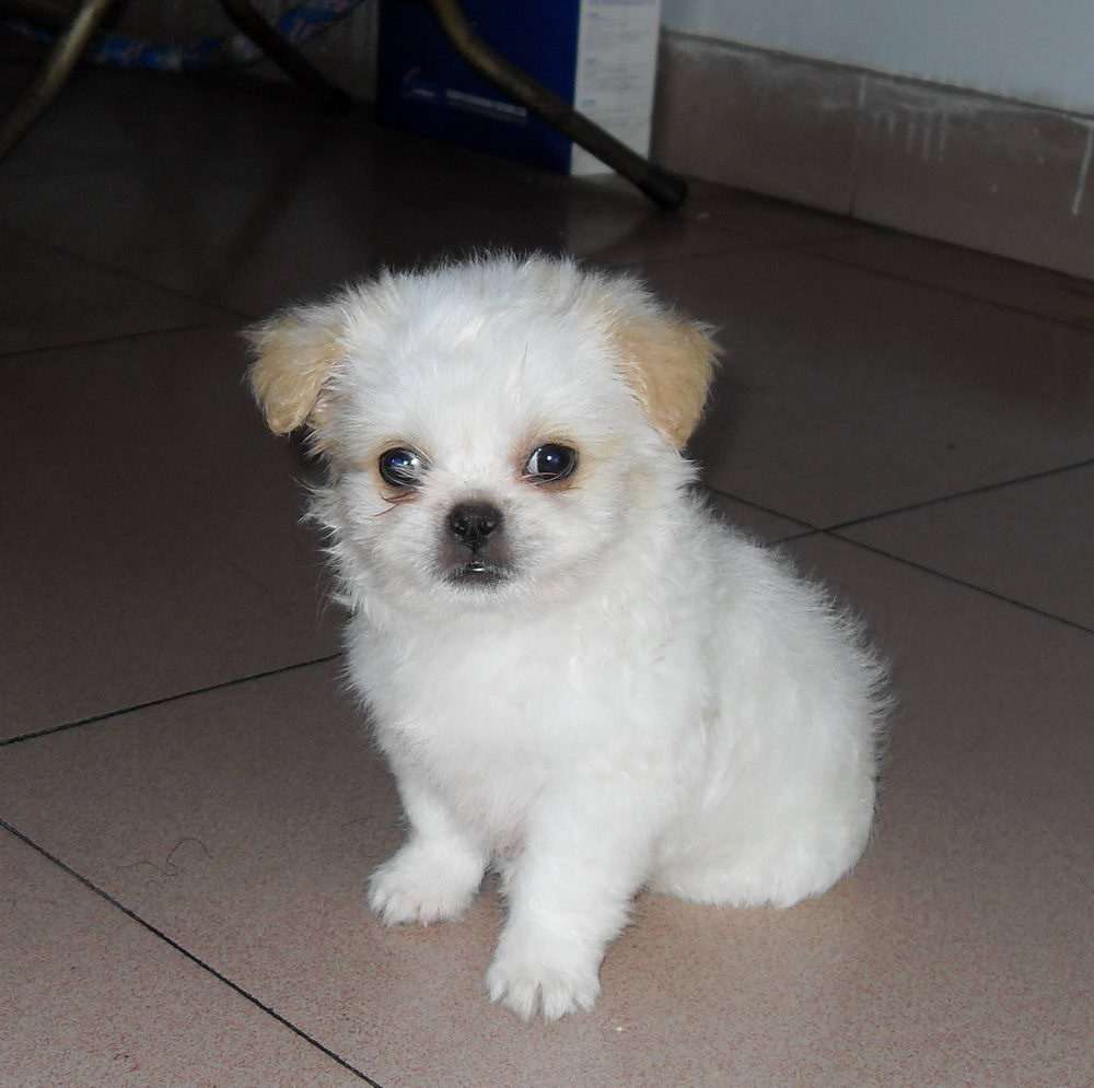 如何了解狗狗吃多少,狗狗可以吃碳水化合物吗