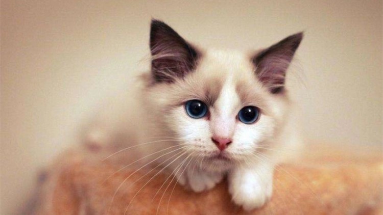 猫咪长年溜眼是怎么回事,猫咪有必要清理耳朵吗