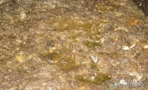 鸡拉黄痢最快急救方法,养鸡拉白痢的治法