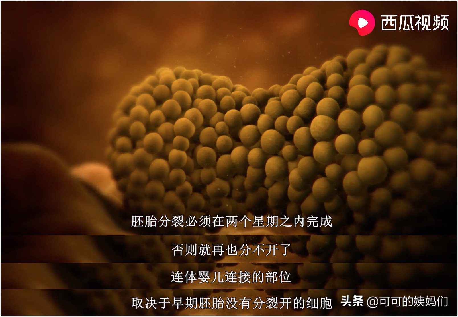 受孕、连体婴、唇裂...西瓜视频揭秘：五大不可思议的繁衍冷知识