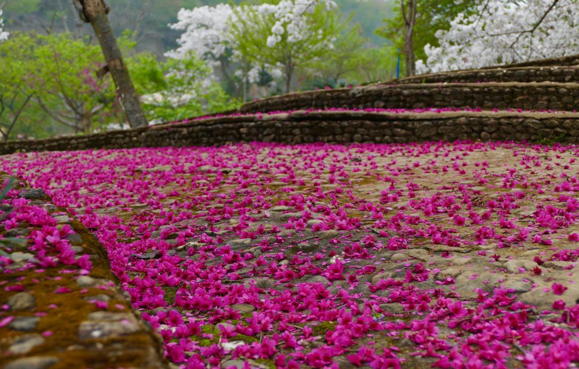 广东看樱花旅游景点推荐,广东樱花打卡景点