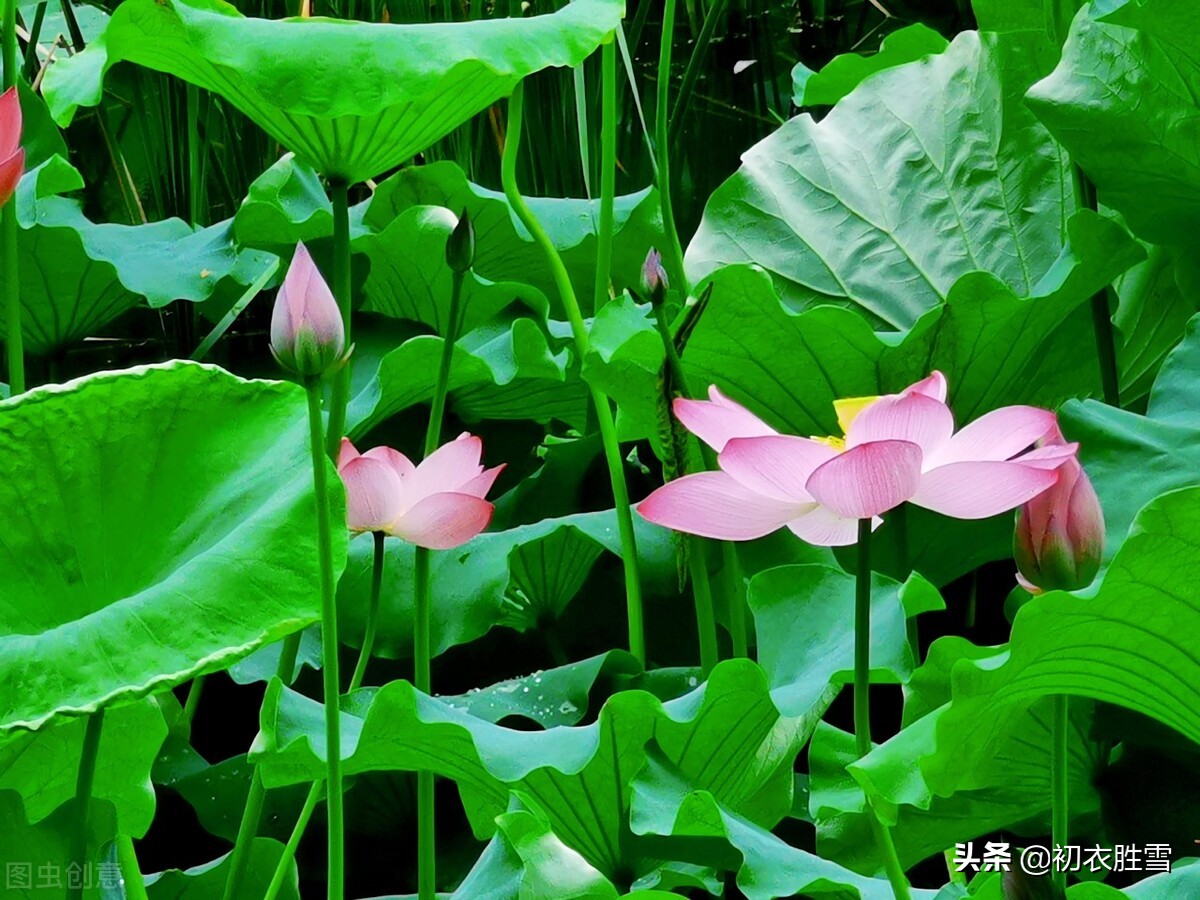 数朵芙蕖嫣然一笑凌清晓什么意思,荷花诗词唯美