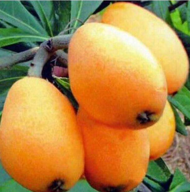 枇杷的哪个品种最好,大果枇杷