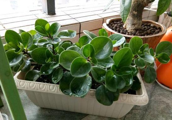 豆瓣绿黄叶怎么让它变绿,豆瓣绿盆栽叶子发黄掉落