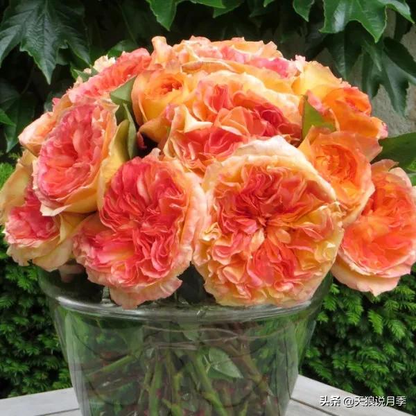 浪漫者的情怀，实用派的操作，一起来邂逅这8款法式月季