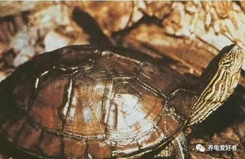 中华花龟年龄怎么看,中华花龟怎么知道有蛋