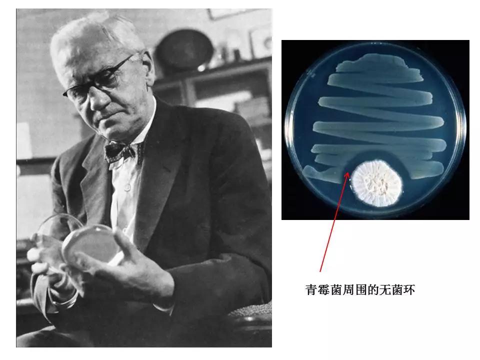青霉素的发现过程给我们的启迪,青霉素是如何诞生的