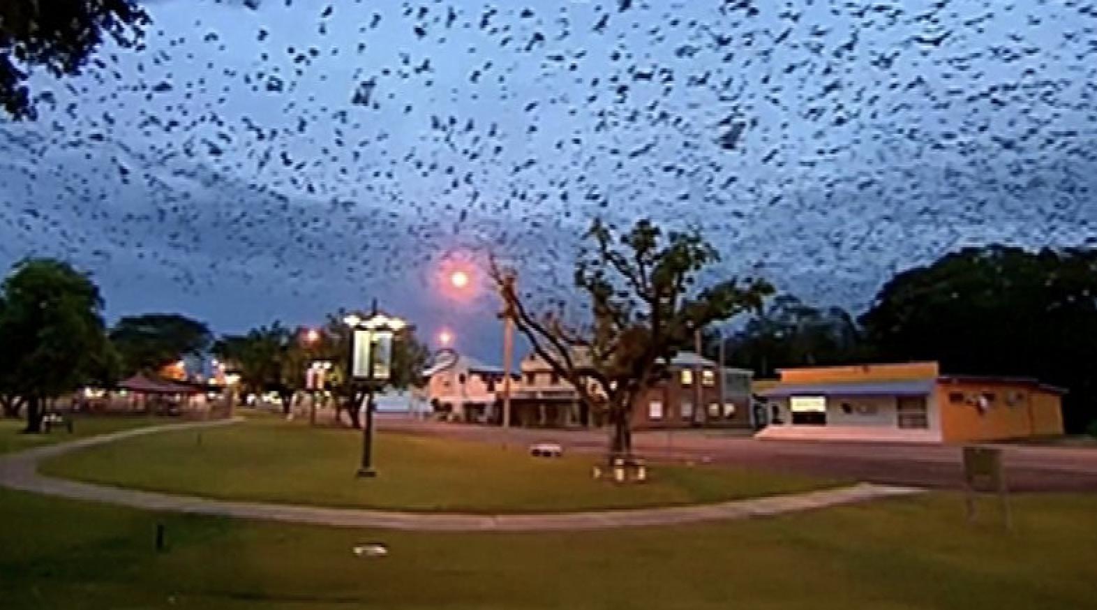 澳大利亚大火导致10亿动物葬身火海，空气污染严重口罩紧俏，大火释放的二氧化碳需一个世纪才能吸收