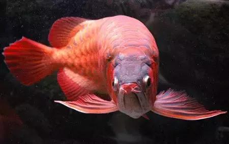 国产黄粉真假辨别方法,国产黄粉和进口黄粉区别