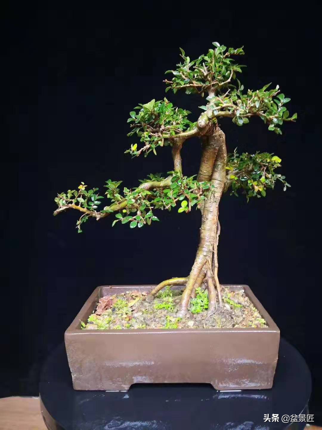 怎样才能让盆景变好看,怎么让龙柏长得慢