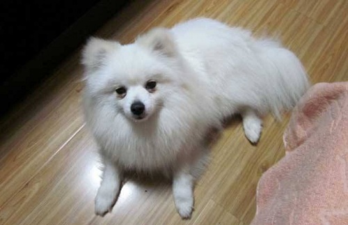 小狗泪痕用红霉素眼膏可以吗,红霉素眼膏可以给狗狗去泪痕吗