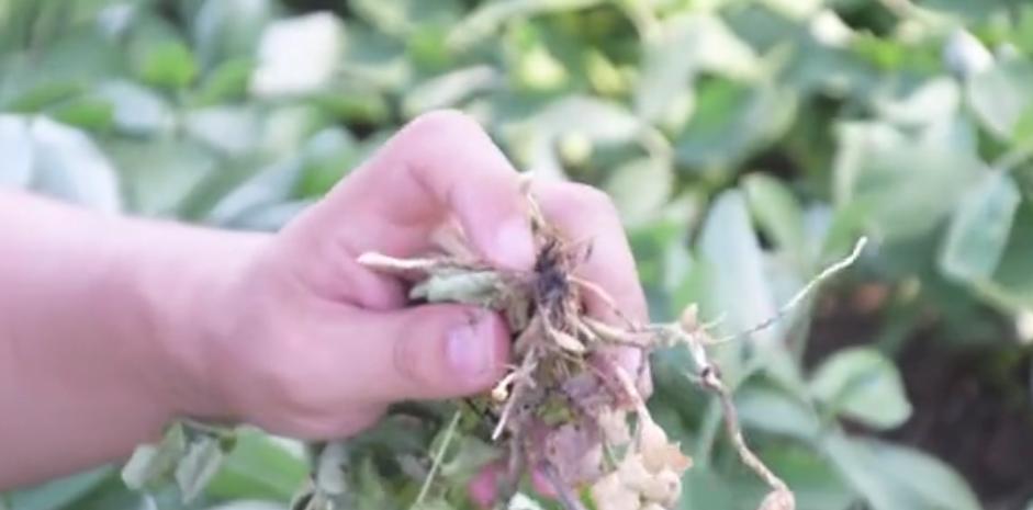 花生根腐茎病怎么治,花生根腐病原因治疗方法