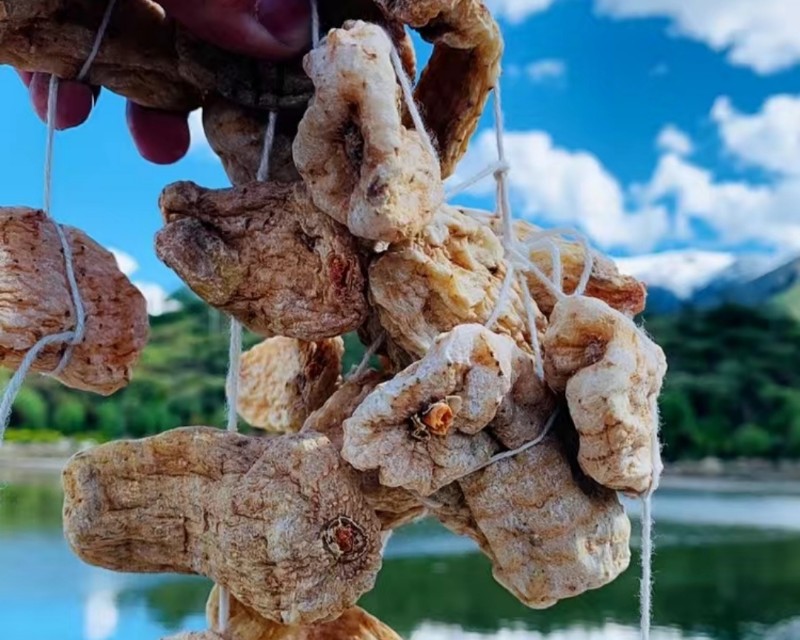 中国最好的野生天麻产地,西藏波密县哪家天麻基地最大