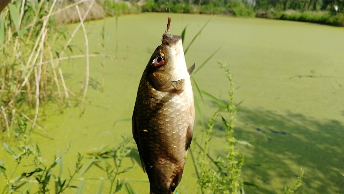 台钓双钩挂红虫或蚯蚓怎么调漂,台钓蚯蚓最佳调漂方法