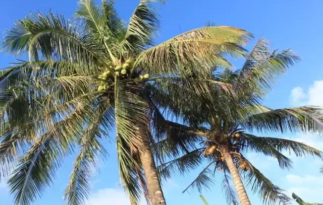 海南常见植物图解视频,海南的树木都有哪些名称