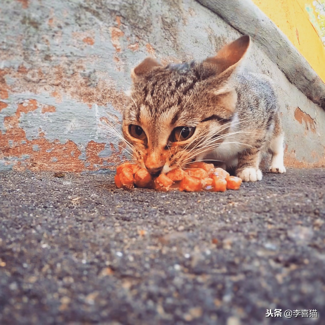 猫咪拉稀不吃饭没精神拒食,猫咪拒食