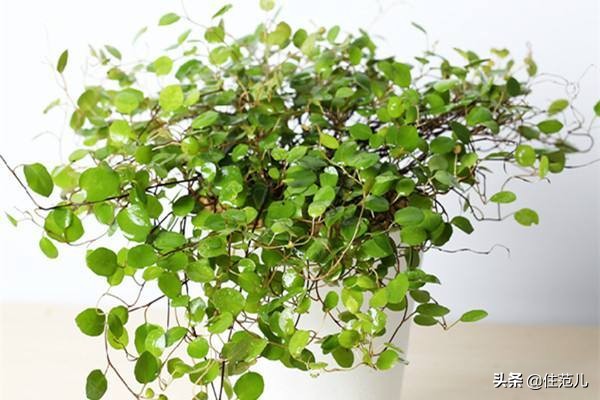 碧桂园阳台花园打造方法,50平打造网红阳台