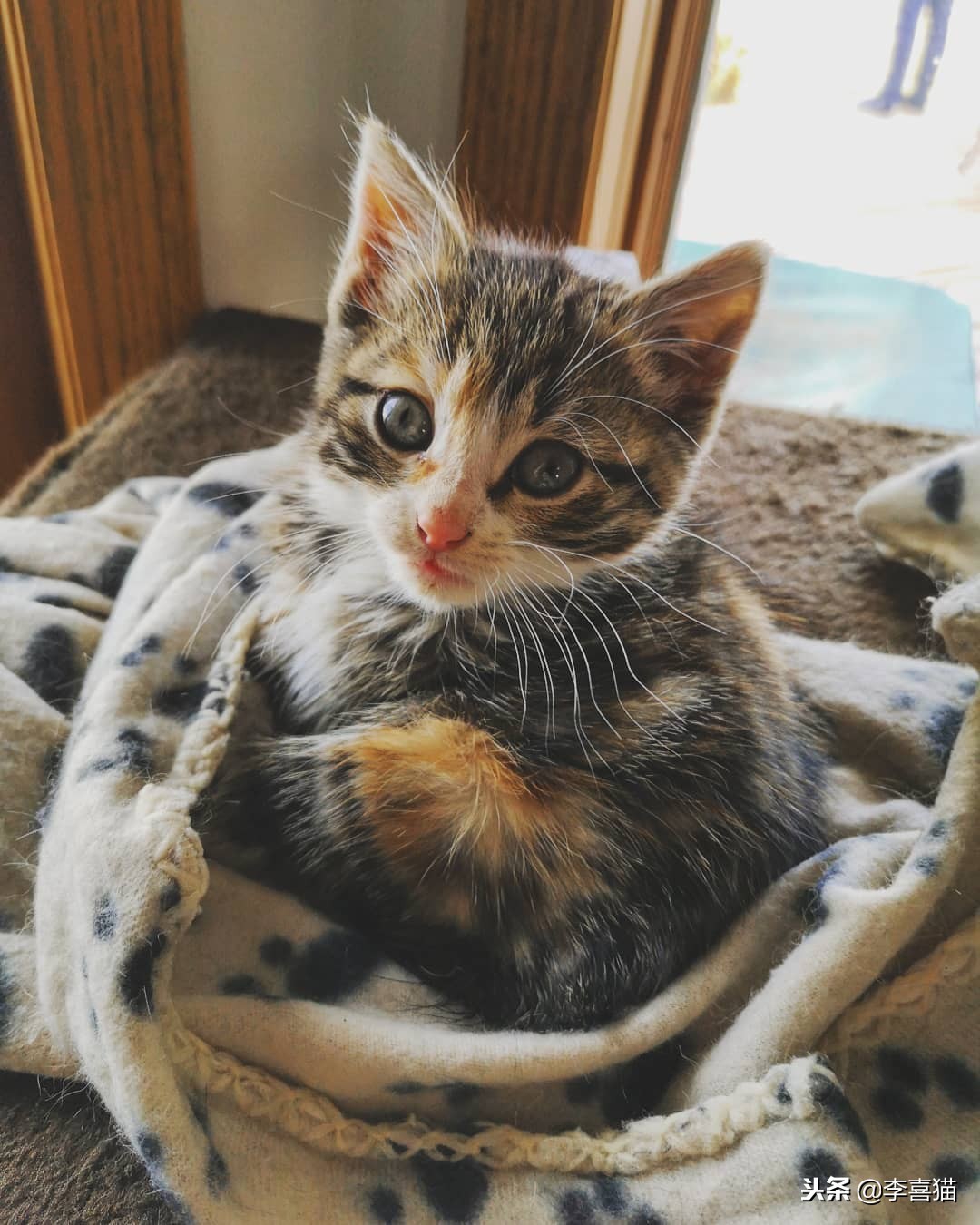 猫咪怀孕生娃铲屎官不能粗心，掌握这些技巧可以妥善照顾好猫妈妈