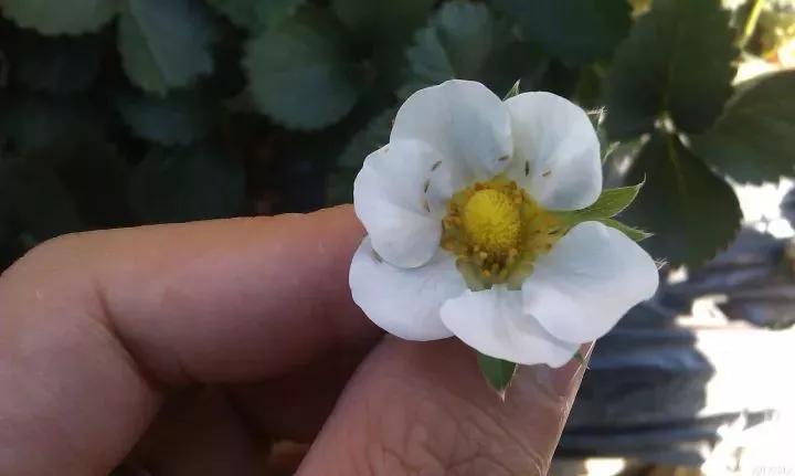 蓟马虫害后的草莓苗图片,蓟马导致草莓不长怎么办