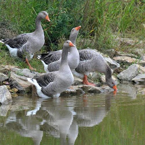 养鹅看家护院什么品种好,打工赚不到钱回家养鸡