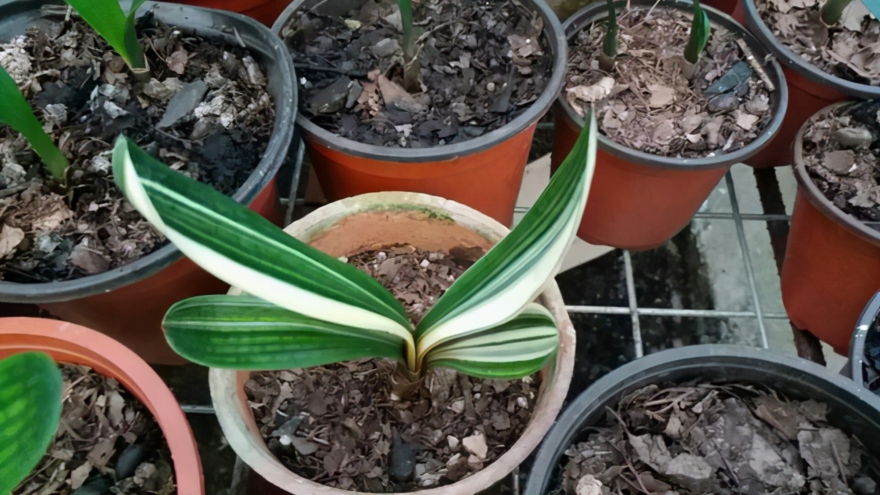 一叶君子兰苗用什么土栽种,君子兰一叶苗的养法