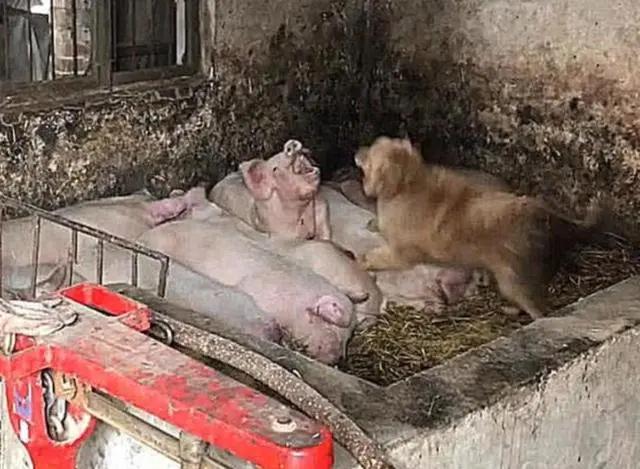 狗狗老是偷东西趴桌子,狗狗总是偷溜进房