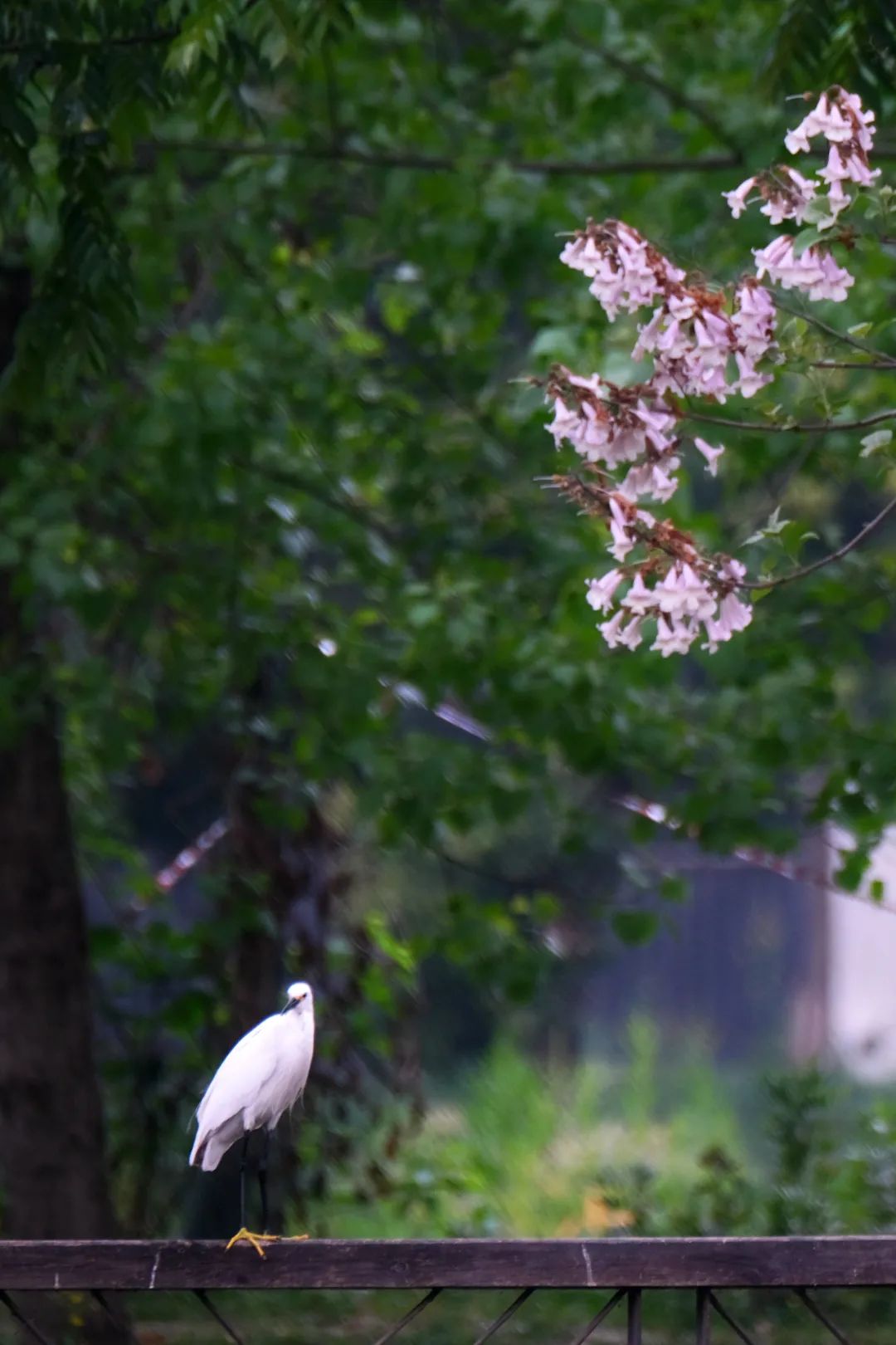珍稀鸟类现身成都,在双流春游看花