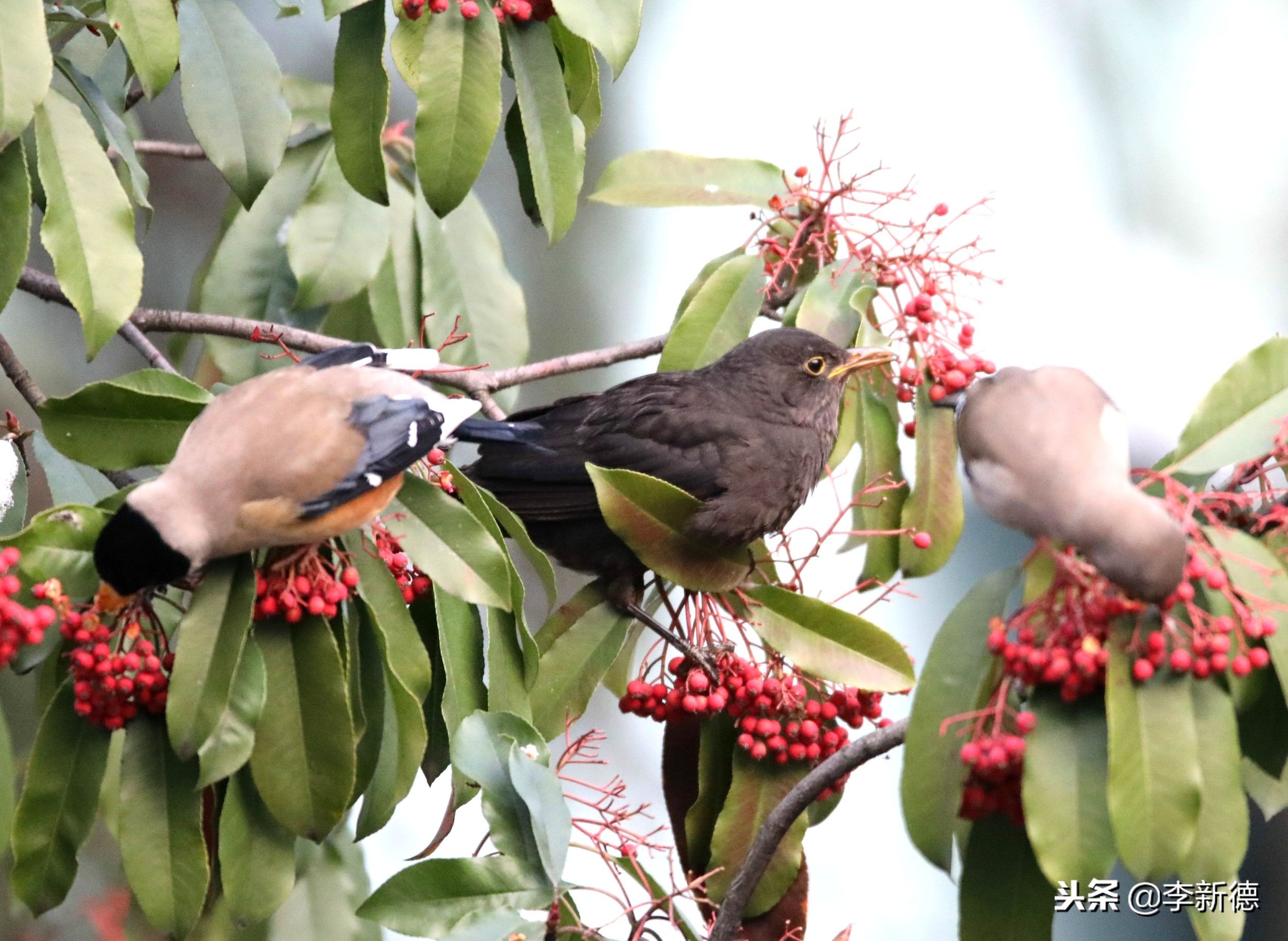安徽合肥：大雪过后阳光灿烂，铜嘴鸟在树上觅食
