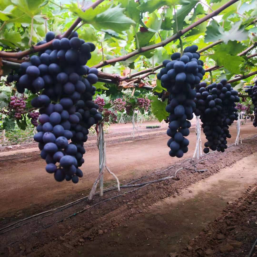 葡萄休眠期的修剪方法,葡萄冬季修剪的最佳时间