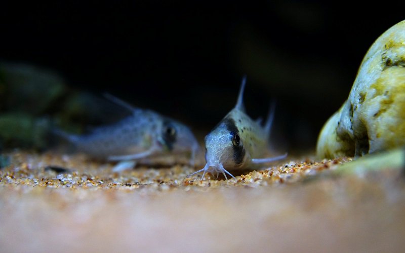 南美水族论坛推荐,南美水草造景论坛