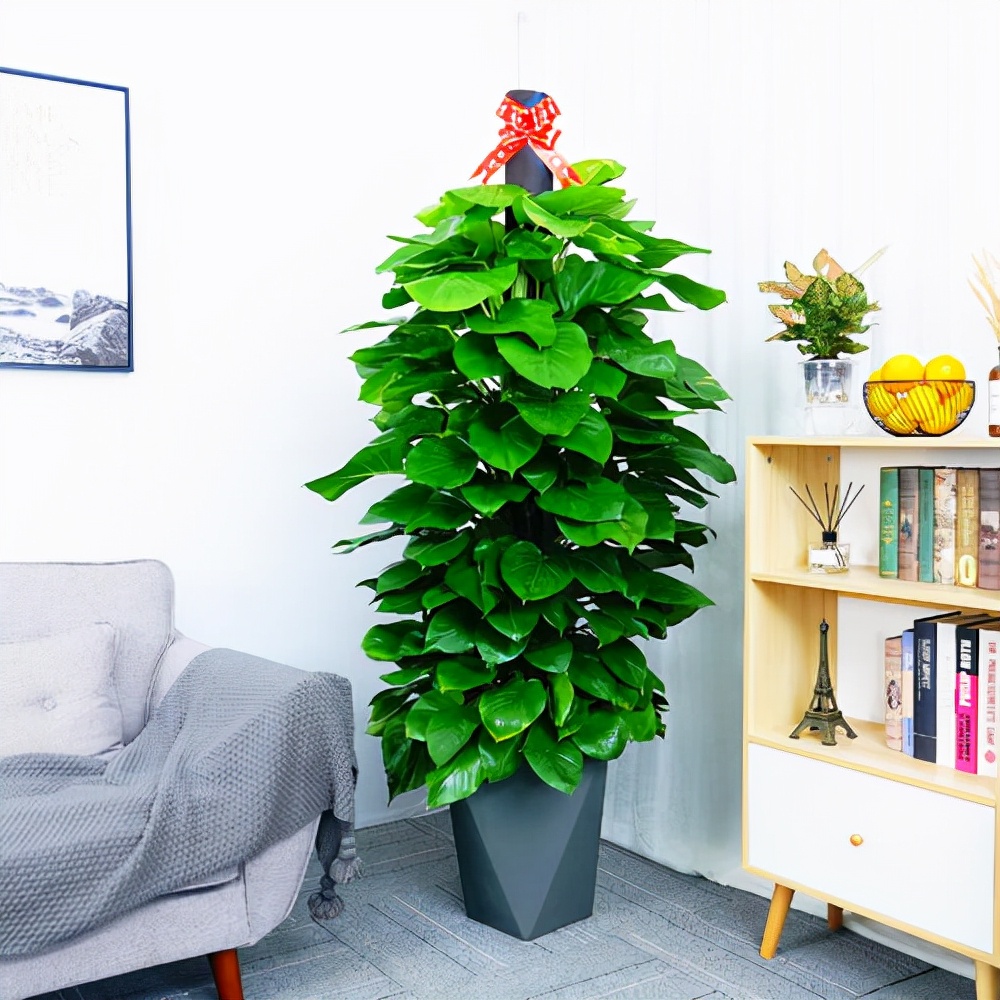 适合邻居养的十种花,养这7种花大人小孩都能养好