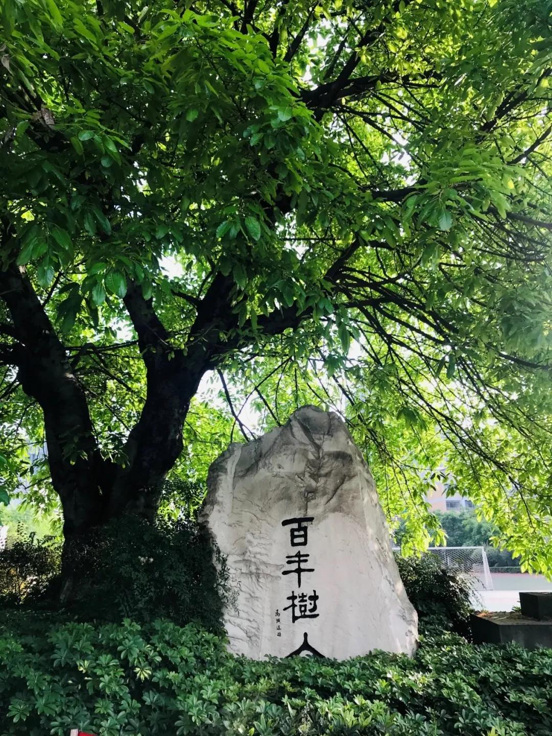 成都各高校附属小学,成都各大学的附属学校