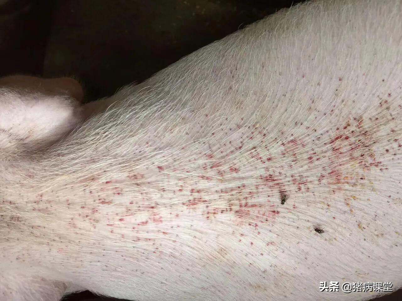 猪血点病防治母猪及产仔少的原因