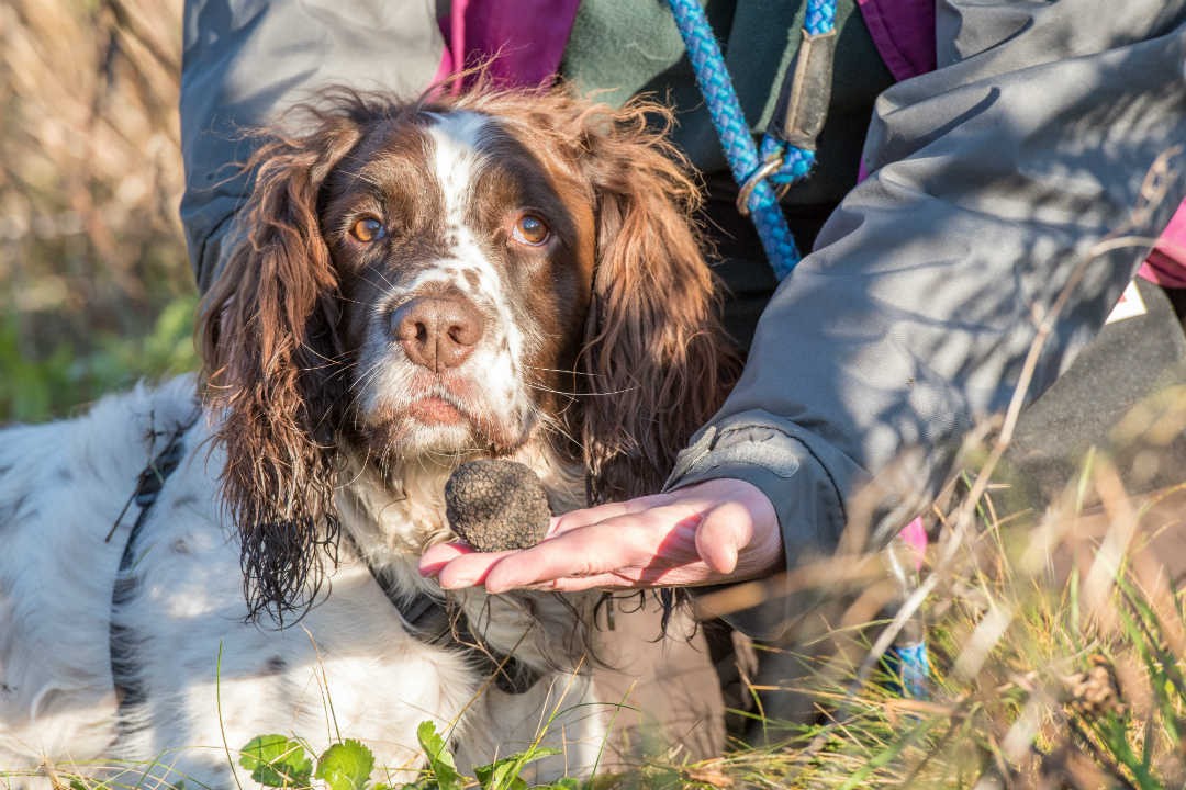 辽宁营口发现黑松露,辽宁种植黑松露