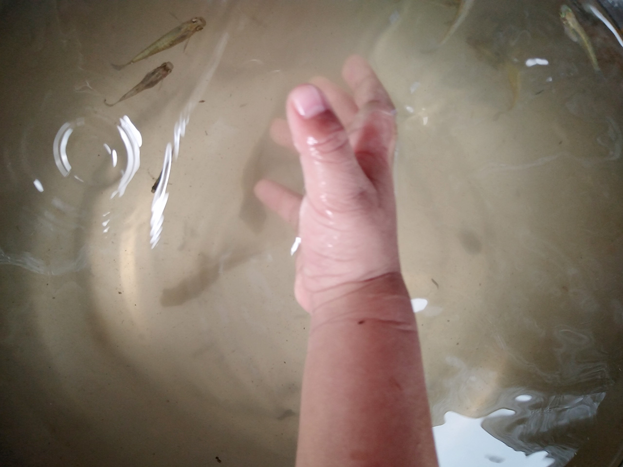 金鱼陶瓷缸,乌龟金鱼陶瓷缸混养