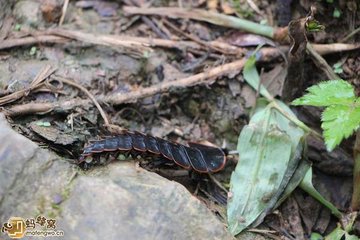 民间真有下蛊这种邪术吗,民间邪术养蛊是真的吗