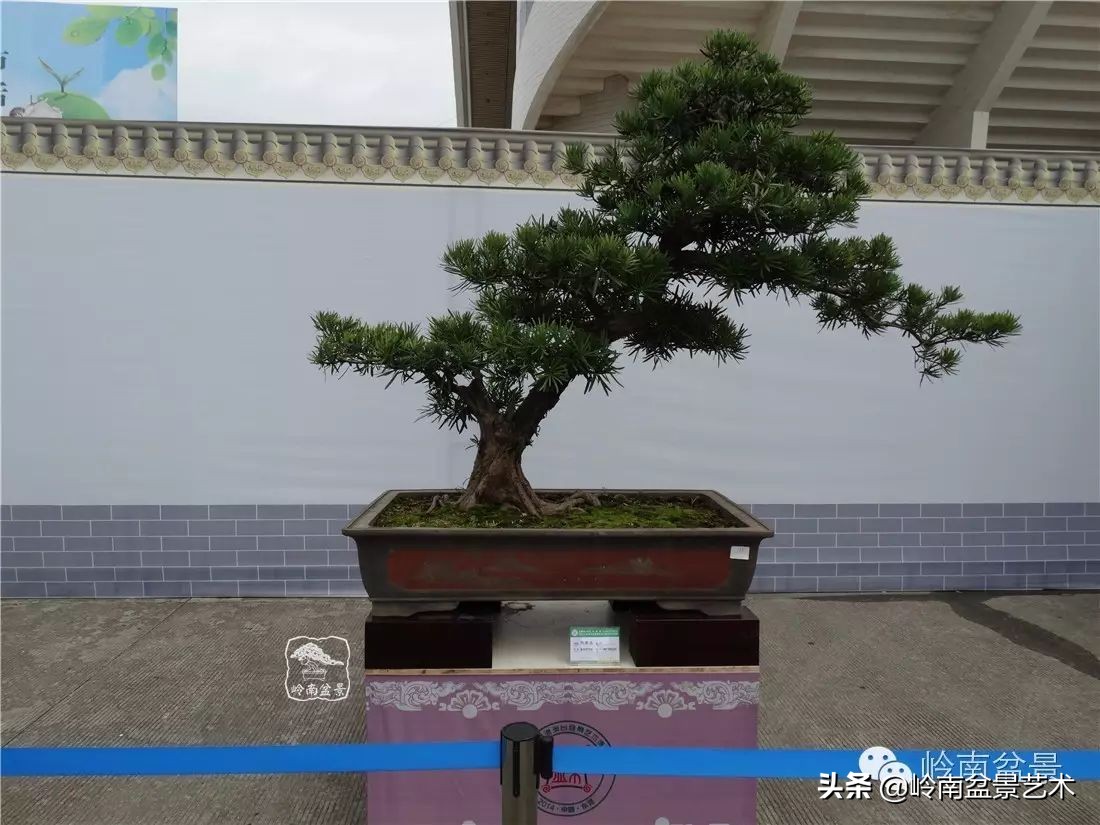 罗汉松盆景开运招财，非其莫属！清风雅韵，当之无愧！