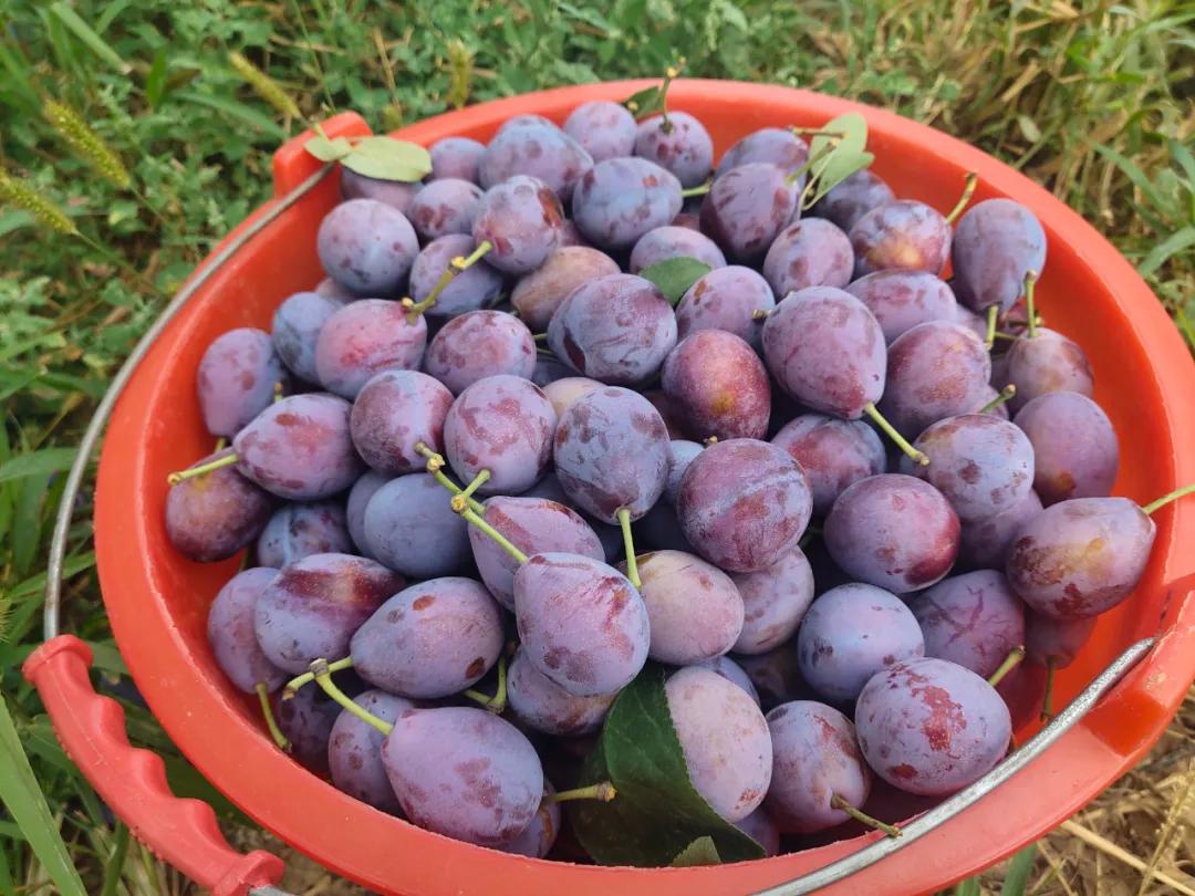 智利野生车厘子好吃吗,智利车厘子哪种好吃又划算