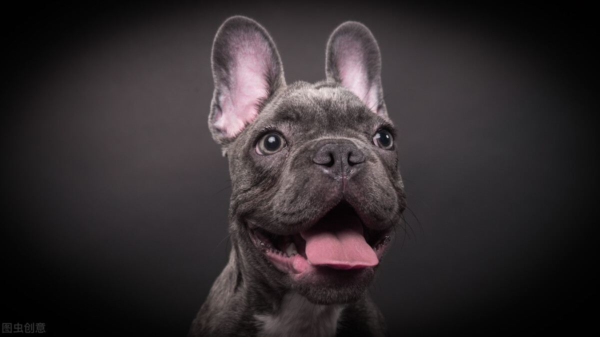 办理狗证的大型犬就可以养了吗,犬只年检都需要什么