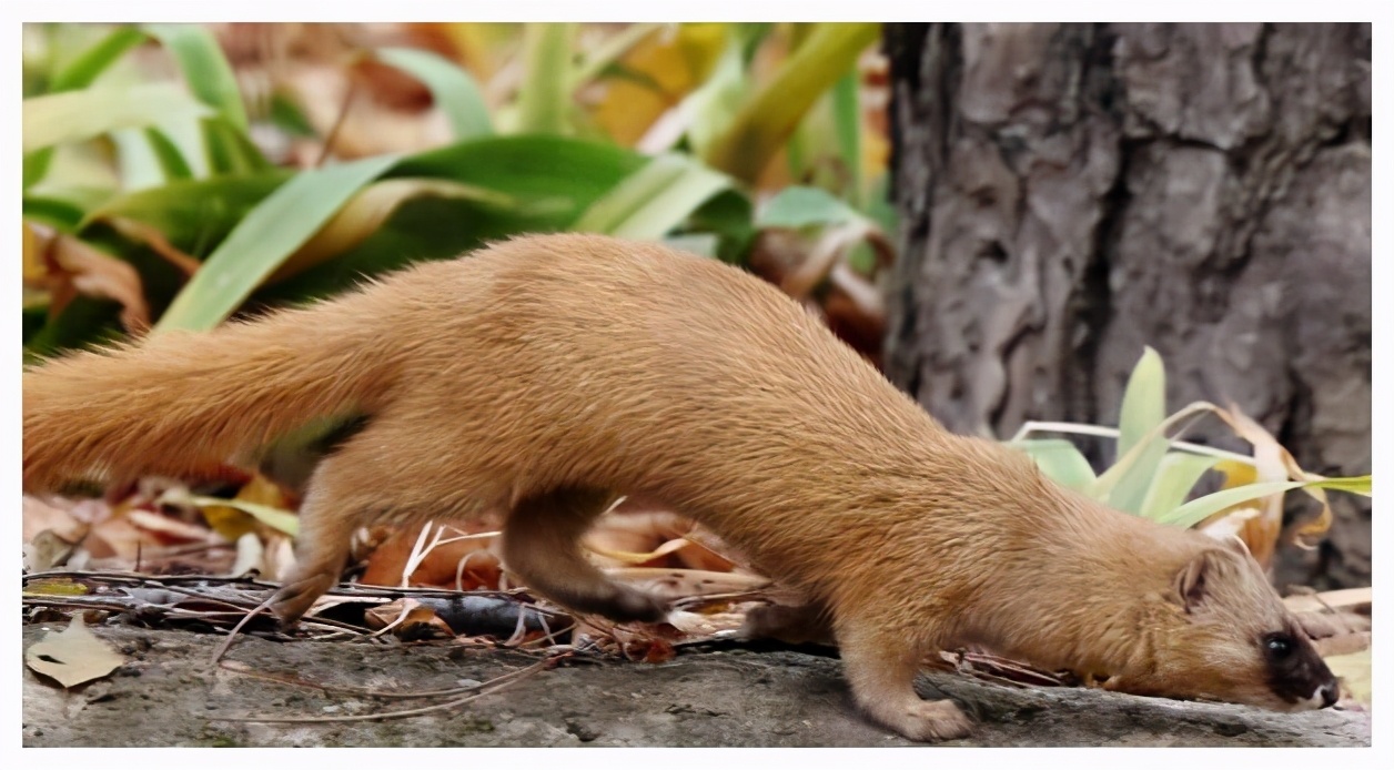 3年杀1.2万只“黄大仙”,被罚960万,其实农民这几种行为也违法