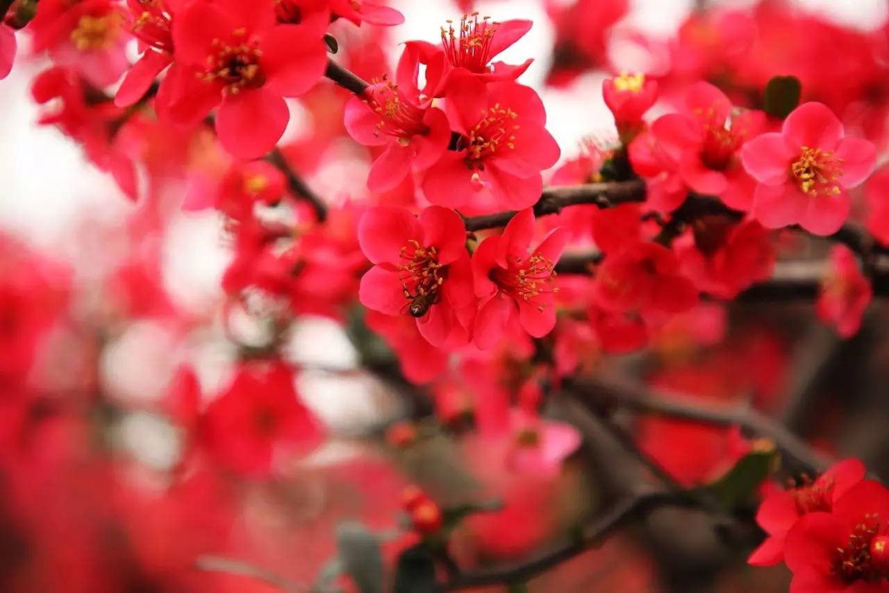 关于朱熹的经典诗词名句,关于朱熹的诗有哪些