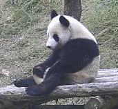 如何体验踢裆,体验踢裆