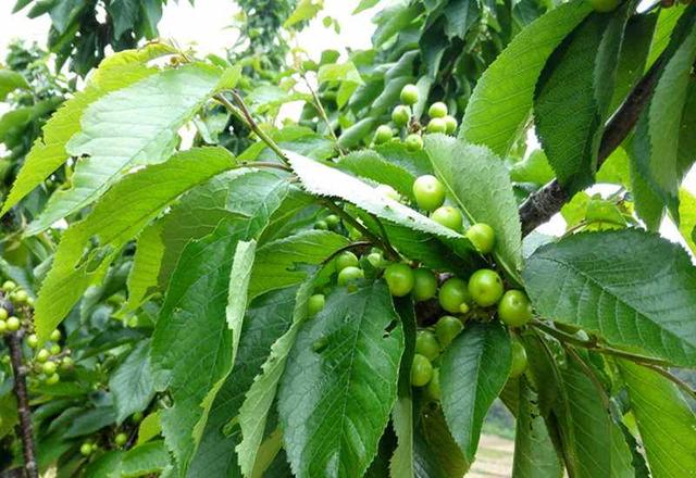 吃剩下的樱桃核怎样种植,吃剩的樱桃核晒干可以做肥料吗