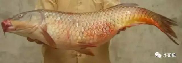 鱼类败血症,鱼病毒性败血症