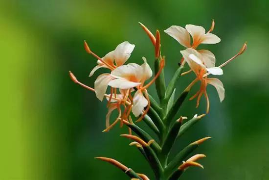 植物认知|佛系植物，五树六花